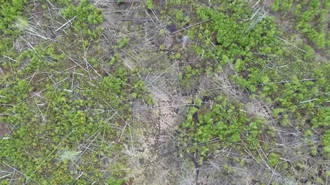 View from the height of a swampy area with fallen trees, puddles, boar tracks Stock Footage 131587870