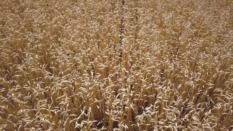 View from the height of the wheat field Stock Footage 169328918