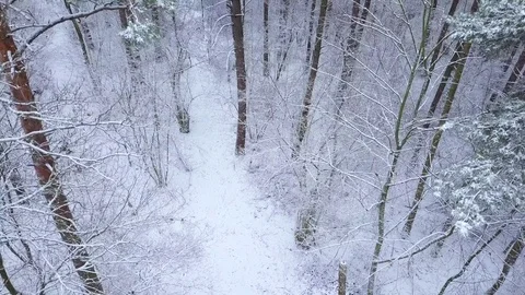 View from height to the winter forest covered with snow Stock Footage 83297896