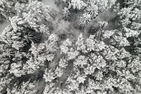 View from the height of the winter forest with snow-covered trees in winter. Fotos Stock