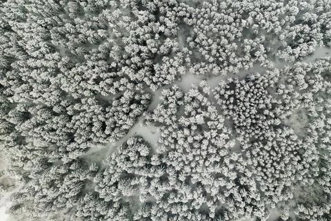 View from the height of the winter forest with snow-covered trees in winter. 库存照片
