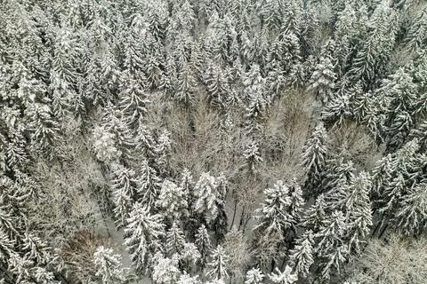View from the height of the winter forest with snow-covered trees in winter. Stock Photos