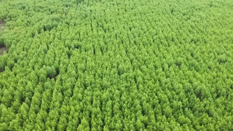 View from the height of the young, green, birch forest in spring General plan Stock Footage 131497848