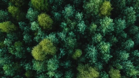 View from the height of the young green pine forest. Soaring up over the pine Stock Footage 146453473