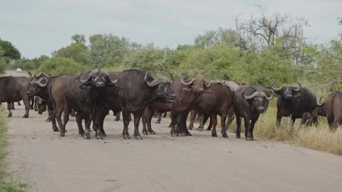 View of a herd of African buffaloes crossing a road, South Africa. Stock Footage 335609541