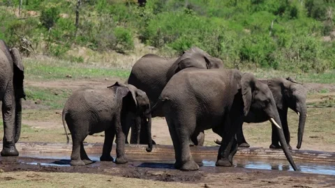 View of a herd of African elephants drinking at a watering hole, South Africa. Video stock 333520085