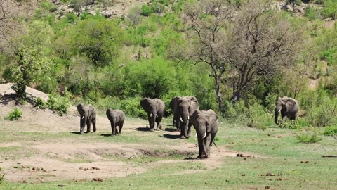 View of a herd of African elephants walking through the savanna, South Africa. Stock Footage 333521393
