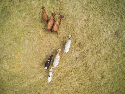 View of a herd of cows from above Stock Photos