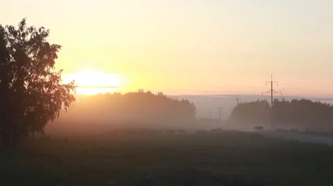 View of herd of cows crossing the road and  grazing in a field in dawn mist. Stock Footage 51355355