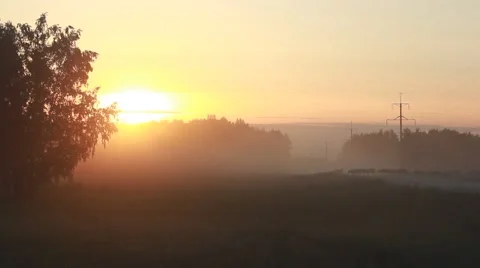 View of herd of cows crossing the road and  grazing in a field in dawn mist. Stock Footage 51355382