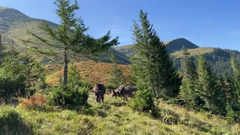 View of a herd of cows grazing on a meadow in the mountains Stock Footage 250050276