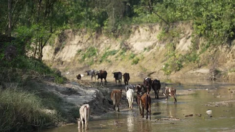 View of a herd of cows walking through a shallow river, Nepal. 動画素材 335607567