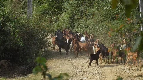 View of a herd of goats walking on a dirt path, Nepal. Видео 335607505