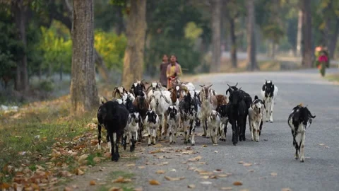 View of a herd of goats walking on a road with children, Nepal. Video stock 335476932