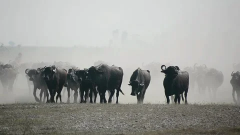 View of a herd of water buffaloes walking in the dust, Bangladesh. Stock Footage 336414119