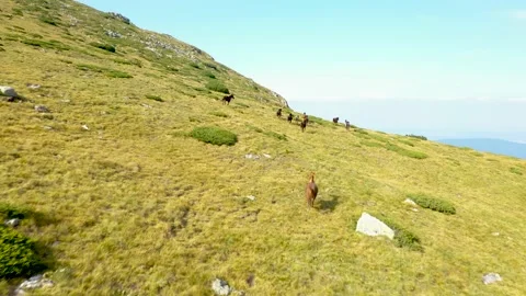 View of herd of Wild Horses, grazing on green on green field in the mountains Stock Footage 179326290