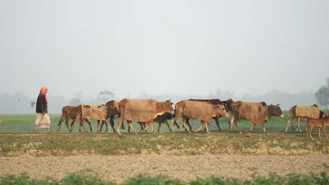 View of a herder walking with a herd of cows in Bogura, Bangladesh. Stock-Footage 334974089