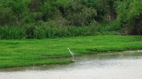 View of a heron in La Plata park, Argentina Video stock 103668784