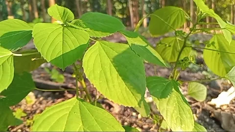 View of hibiscus leaves with a wide shape resembling a heart. Stock Footage 332889392