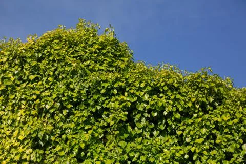 View at the hidden exterior rustic wall with vegetation outside Stock Photos