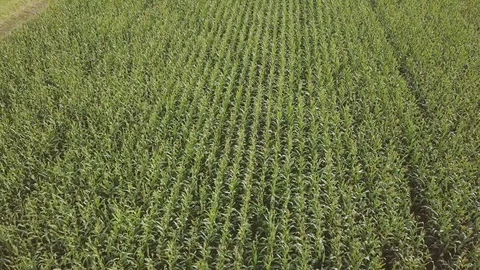 The view from high on a green field of corn Stock Footage 94771573