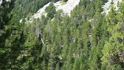 View of a high mountain through pine branches in a nature reserve Stock Footage 150320392