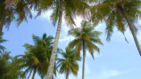 View of high palms. Stock Footage 82868002