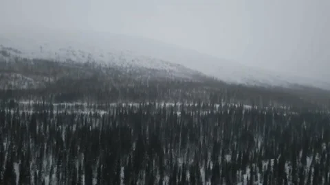 View from the High to a pine forest in winter Stock Footage 239907265