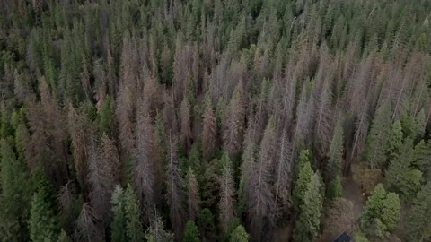 View from the high of a road crossing a forest in United States Stock Footage 223367228