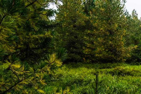 View of high Tatra Stock Photos