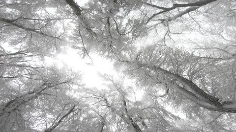 View of high tree branches tips covered with snow against white cloudy winter Stock Footage 255967641