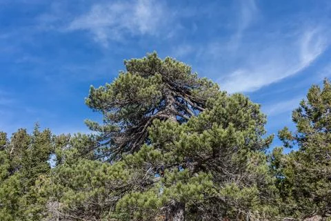 View from the highest point of Cyprus, Mount Olymbos.... view from the highes Foto stock