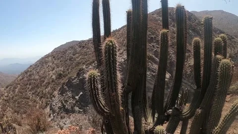 A view of a hiking trail on sandy, desolate, dry rolling hills with a cactus Stock Footage 130541944