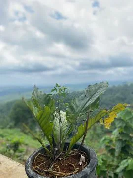 View from the hill 2 Foto stock