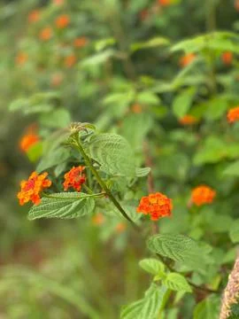 View from the hill 4 Foto stock