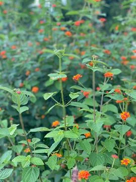 View from the hill 6 Foto stock