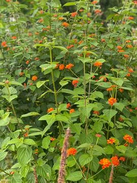 View from the hill 9 Foto stock