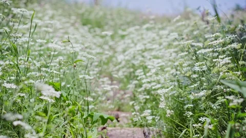 View of a hill covered with wild white flowers on a sunny summer day. Stock Footage 244830937