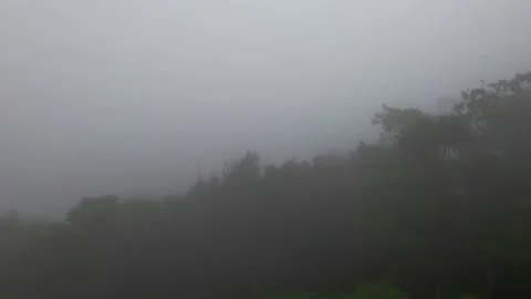 View from the hill to the dense thickets in the fog. Stock Footage 232221079
