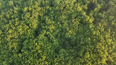 View of the hill Stock Footage 161579295