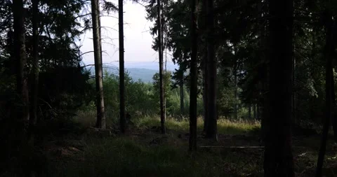The view from the hill, the forest and trees all around swaying in the wind Stock Footage 253657043