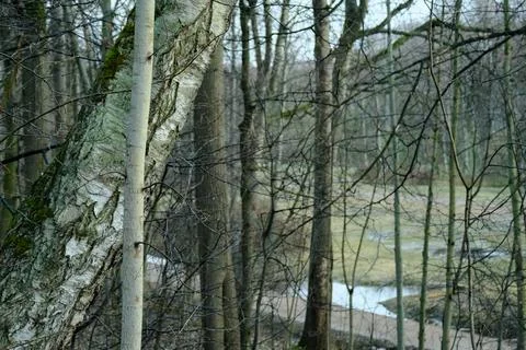 View from a hill on a lowland through the tree branches in the spring forest Stock Photos
