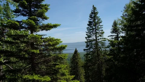 View from the hill of the mountain to the lake through the coniferous trees. Stock Footage 114165575