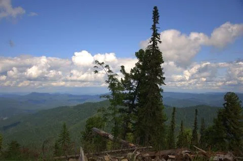 View from the hill to the mountain peaks through the trunks and branches of t Stock Photos