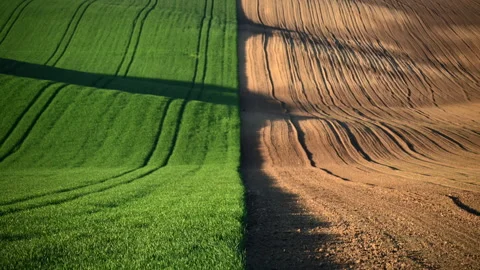View of a hillside field split between young green wheat and ploughed brown Video stock 342267987