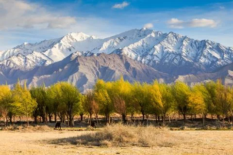 View of Himalayas Stock Photos
