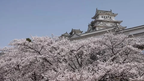 View of Himeji Castle with cherry blossoms in Japan. Stockbeeldmateriaal 339915841