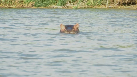 View of a hippos head in a lake Stock Footage 108896648