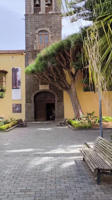 View of the historic stone bell tower, dragon tree and yellow buildings Stock Footage 329626110