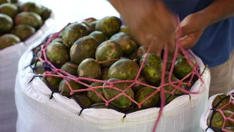 View of hog plums in a sack at a local market, Bangladesh. Video stock 334945239